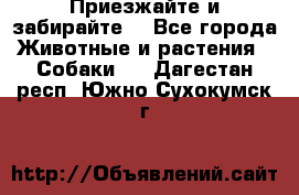 Приезжайте и забирайте. - Все города Животные и растения » Собаки   . Дагестан респ.,Южно-Сухокумск г.